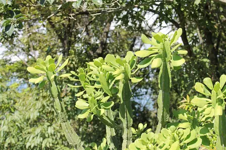 Euphorbia royleana — port de la plante