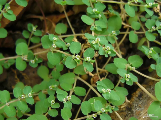 Euphorbia serpens — feuillage