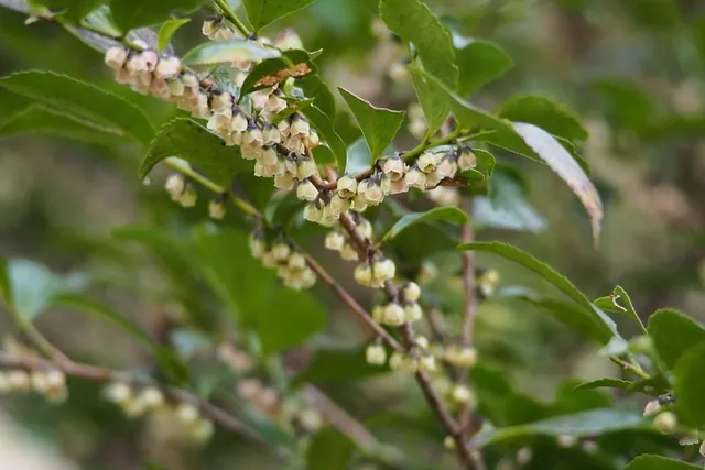 Eurya japonica — floraison