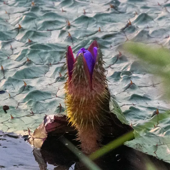 Euryale ferox — floraison