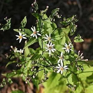 Eurybia divaricata — floraison