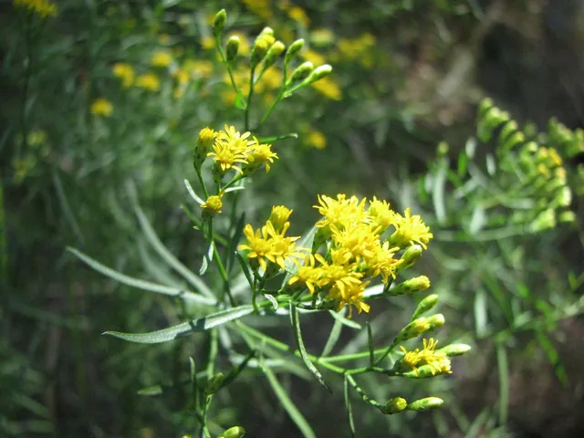 Euthamia caroliniana — floraison