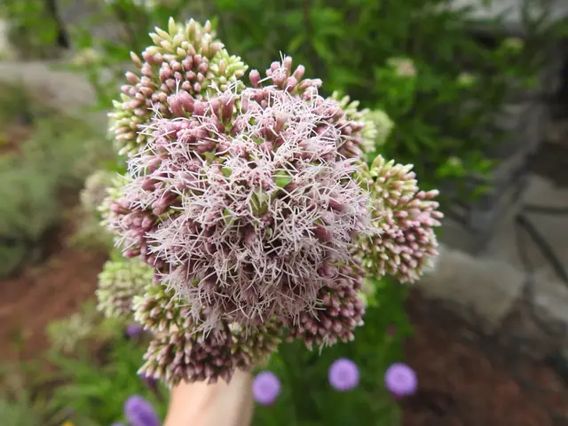 Eutrochium maculatum — floraison