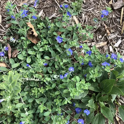 Evolvulus glomeratus — port de la plante