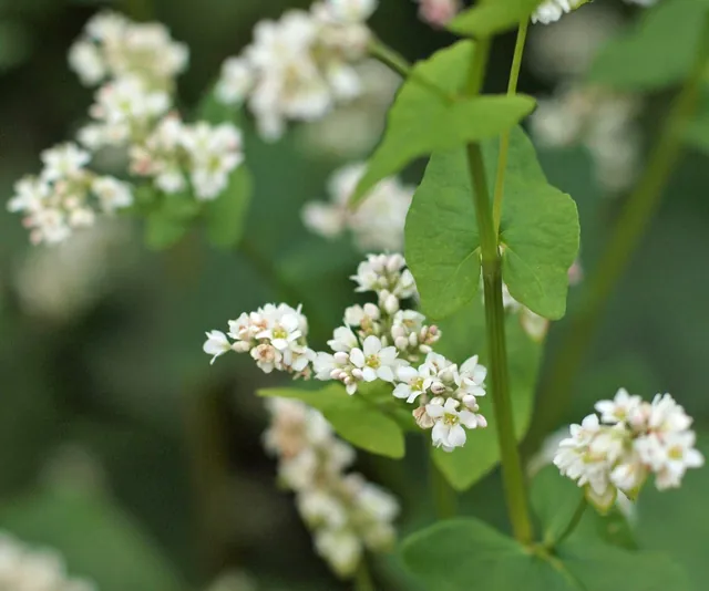 Fagopyrum esculentum — floraison