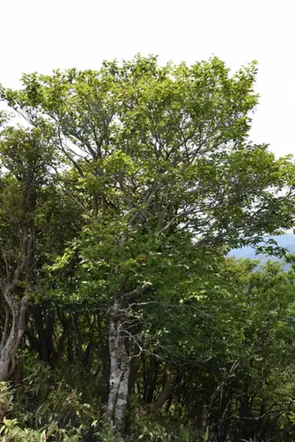 Fagus crenata — port de la plante