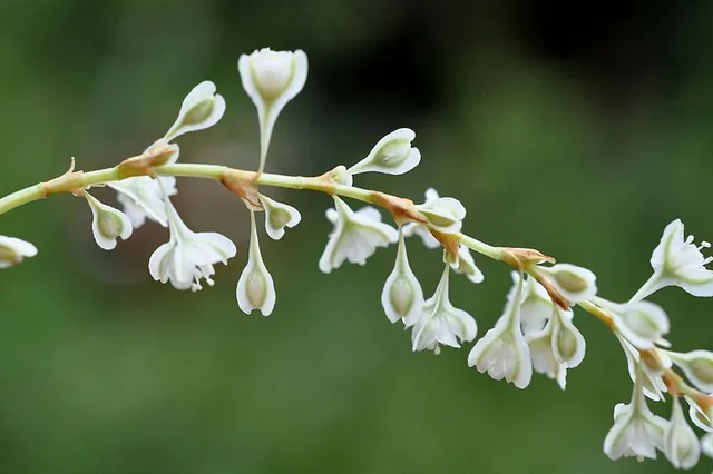 Fallopia aubertii — floraison
