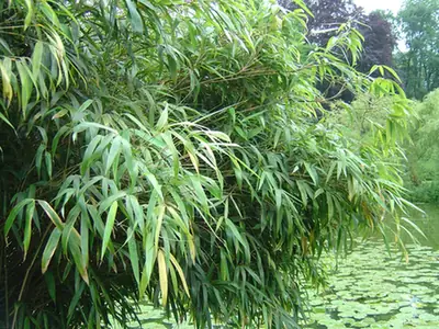 Fargesia nitida — port de la plante