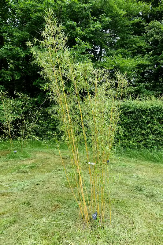 Fargesia robuste — Fargesia robusta