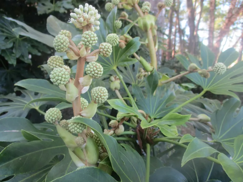 Fatsia — Fatsia japonica