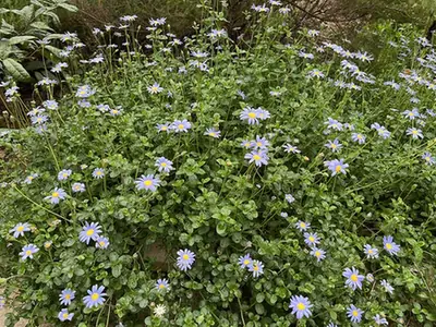Felicia amelloides — port de la plante