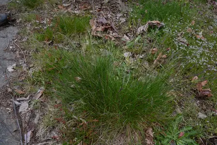 Festuca rubra — port de la plante