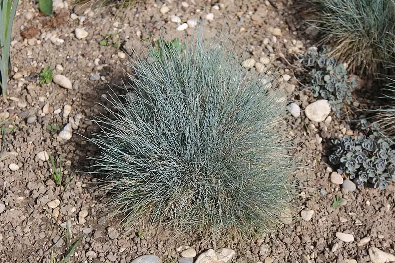 Fétuque bleue — Festuca glauca