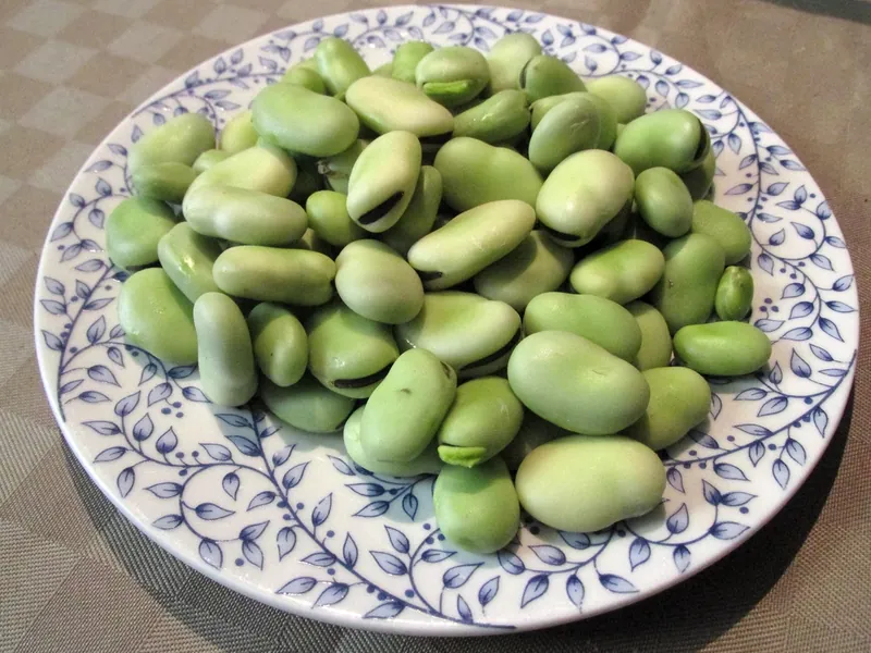 Fève — Vicia faba