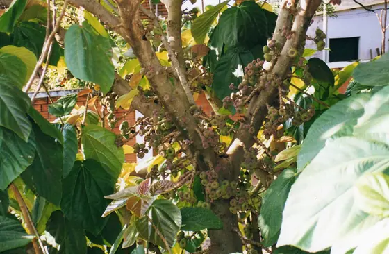 Ficus auriculata — port de la plante