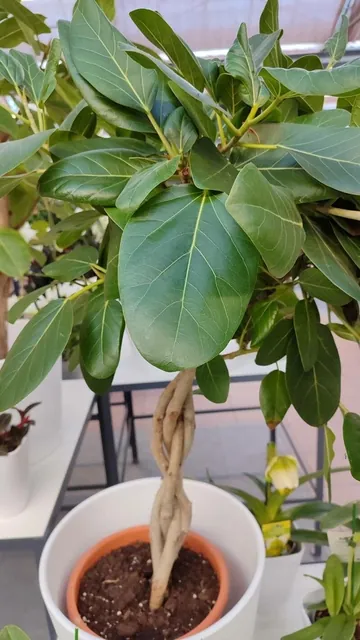 Ficus benghalensis — port de la plante