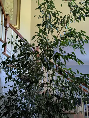 Ficus benjamina — port de la plante