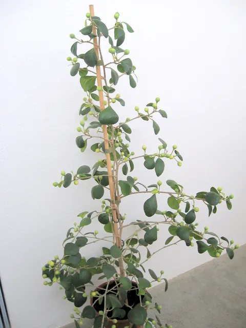 Ficus deltoidea — port de la plante