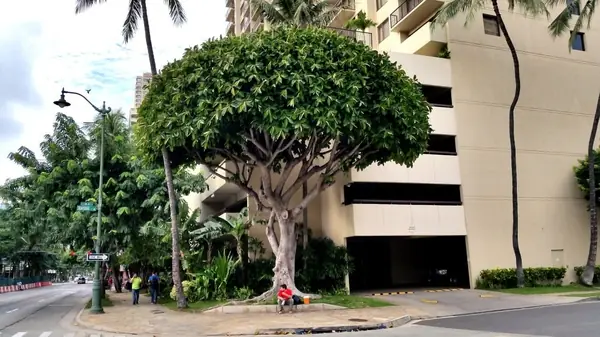 Ficus elastica — port de la plante