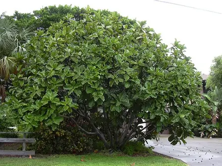 Ficus lyrata — port de la plante