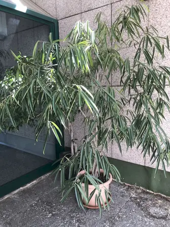 Ficus maclellandii — port de la plante