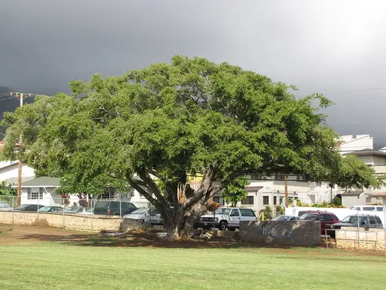 Ficus microcarpa — photographie botanique