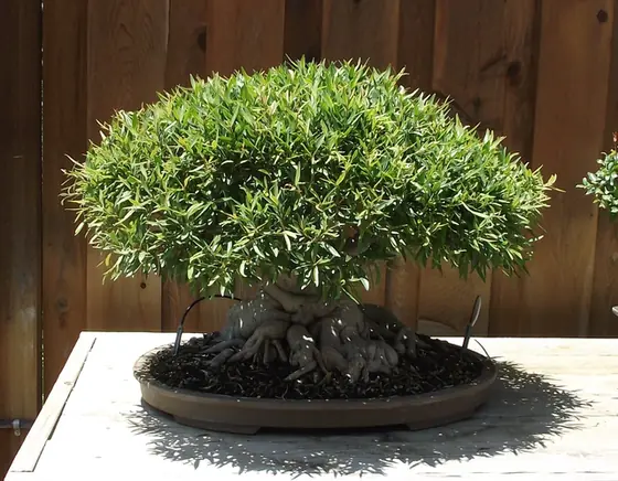Ficus neriifolia — photographie botanique
