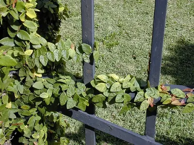 Ficus pumila — photographie botanique