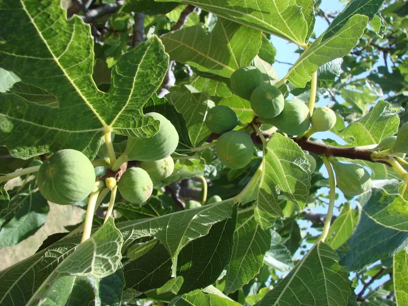 Figuier — Ficus carica