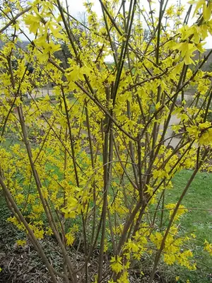 Forsythia suspensa — photographie botanique