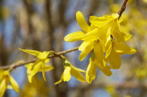 Forsythia — Forsythia × intermedia