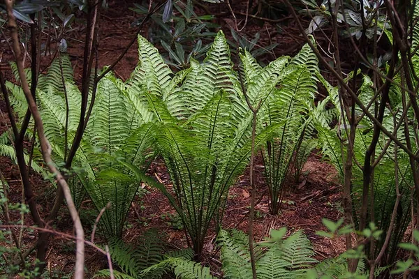 Fougère d'Allemagne — Matteuccia struthiopteris