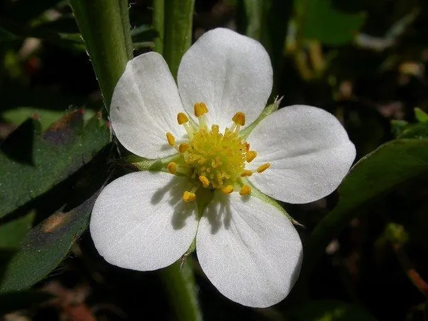 Fragaria virginiana — floraison