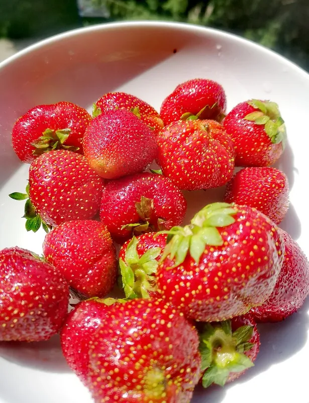 Fraises mûres fraîchement récoltées