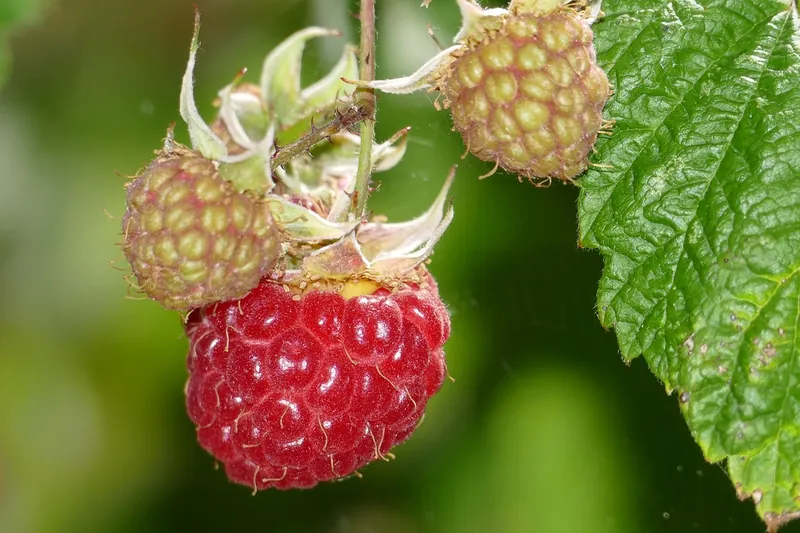 Framboisier — Rubus idaeus