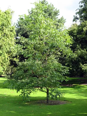 Fraxinus profunda — port de la plante
