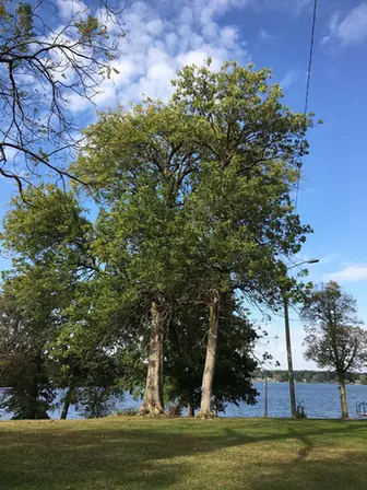 Fraxinus quadrangulata — port de la plante