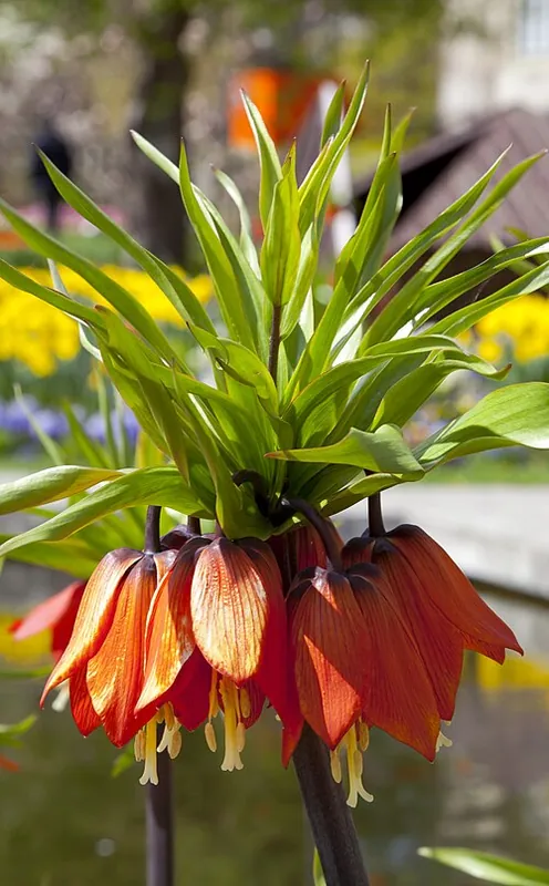 Fritillaire impériale — Fritillaria imperialis