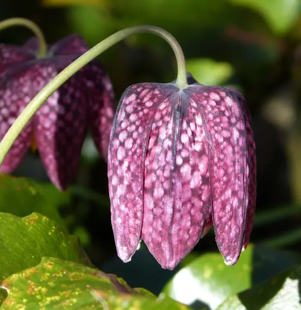 Fritillaria meleagris — floraison