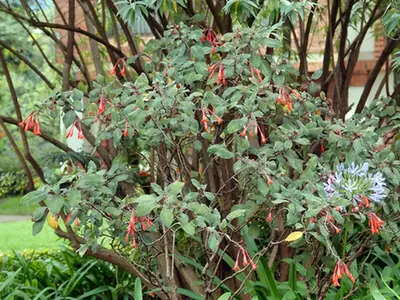 Fuchsia triphylla — port de la plante