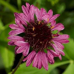 Gaillardia aestivalis — floraison