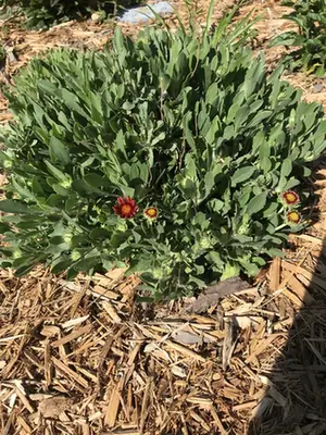 Gaillardia × grandiflora — port de la plante