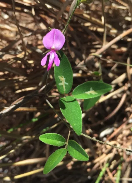 Galactia regularis — floraison