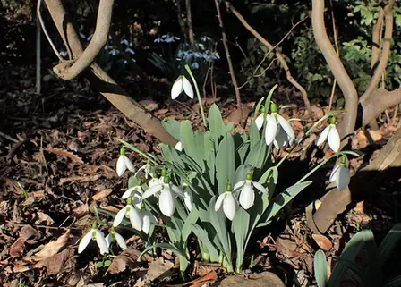 Galanthus elwesii — port de la plante