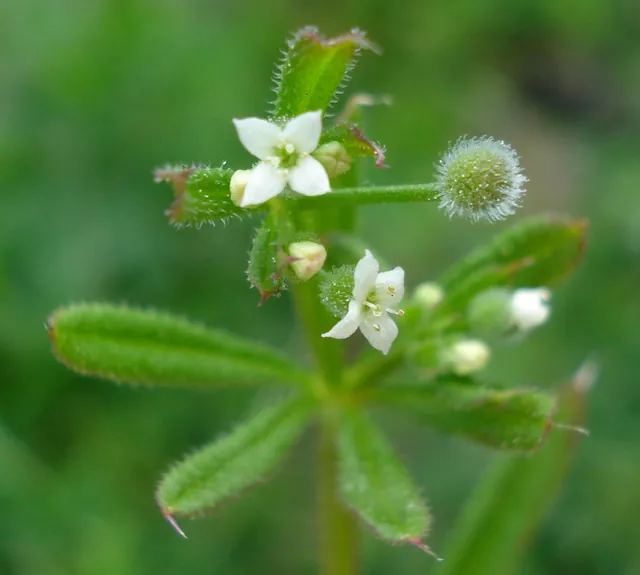 Galium aparine — floraison