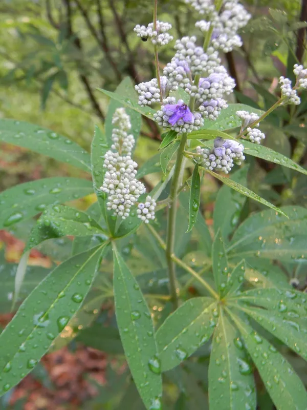Gattilier — Vitex agnus-castus