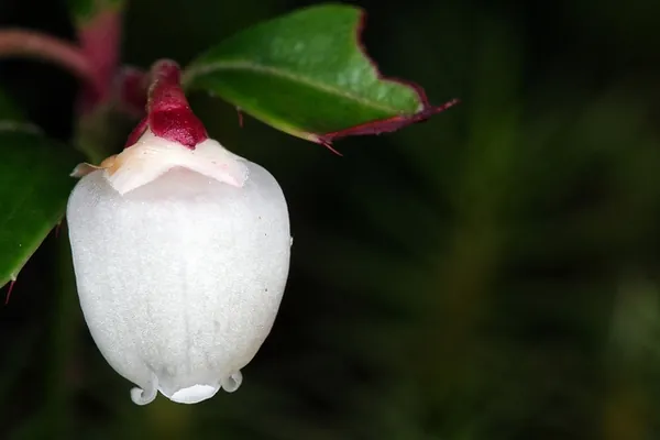 Gaultheria procumbens — floraison