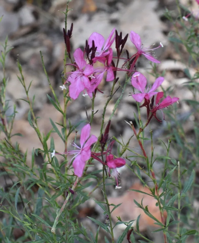 Gaura — Oenothera lindheimeri