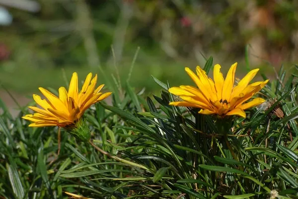 Gazania rigens — floraison