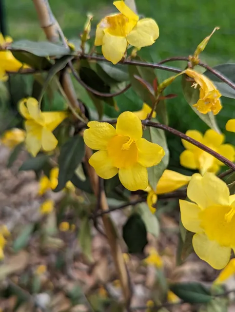 Gelsemium sempervirens — photographie botanique
